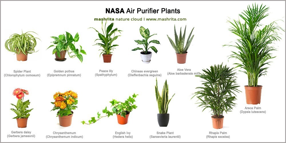 Revealed by NASA: How One Simple Houseplant Can Eliminate Dangerous Toxins from Your Air! 2 Air Purifier Plants