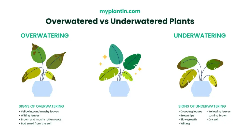 Overwatering vs. Underwatering