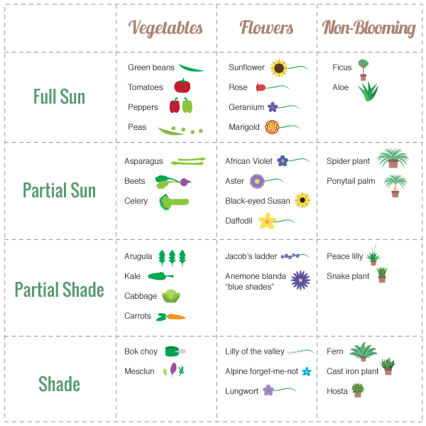 Sunlight Needs for Plants