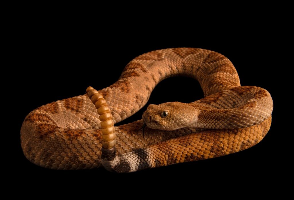 Neither Jungle Nor Desert: A Venomous Snake Thrives on This Volcanic Island in the Gulf of California 3 Tortuga Island Rattlesnake Crotalus tortugensis