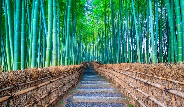 Hennur Bamboo Forest