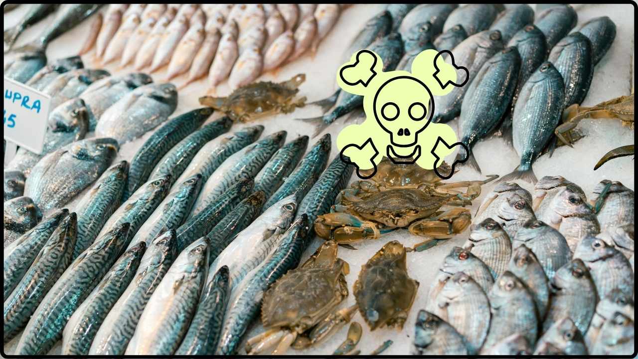 Deadly Toxin Triggers Fish Recall Across U.S. — Stop Eating This Immediately