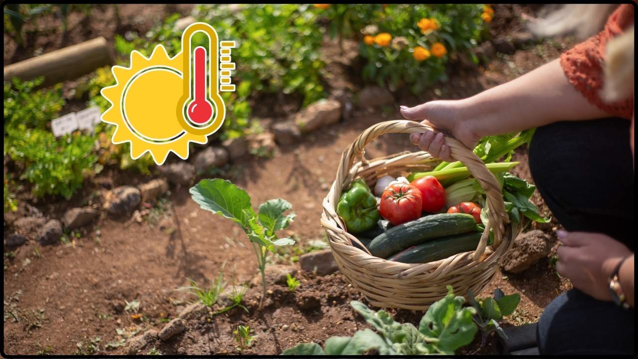 The Most Common Summer Gardening Mistake You Need to Avoid