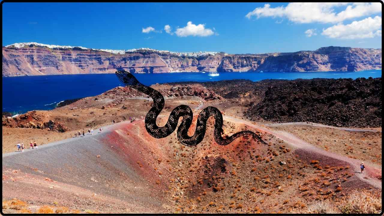 Neither Jungle Nor Desert A Venomous Snake Thrives on This Volcanic Island in the Gulf of California